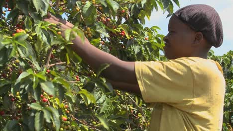 A-woman-picks-coffee-beans-on-a-farm-in-Africa
