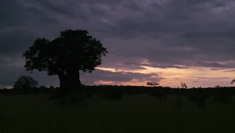 Un-Hermoso-Timelapse-De-árboles-Baobab-En-El-Parque-Tarangire-Tanzania