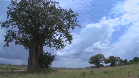 Schöne-Zeitrafferaufnahmen-Von-Wolken,-Die-Sich-Hinter-Dem-Majestätischen-Baobab-Baum-In-Tarangire-Tansania-Bewegen