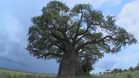 Un-Zoom-Lento-En-Un-árbol-Baobab-En-Las-Llanuras-De-Tarangire-Tanzania