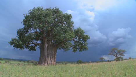 Un-Baobab-En-El-Parque-Tarangire-Contra-Un-Cielo-Amenazante