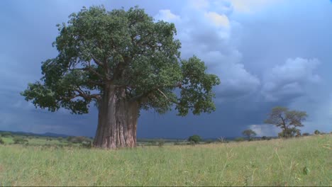 Incline-Hacia-Arriba-A-Un-árbol-Baobab-De-Pie-Contra-Un-Cielo-Tormentoso-En-Tarangire,-Tanzania