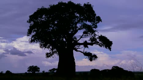 Amazing-time-lapse-shot-of-clouds-against-a-silhouetted-baobab-tree-on-the-African-plain