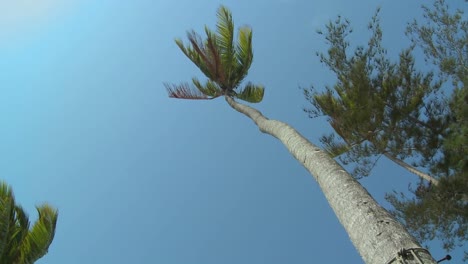 A-low-angle-view-looking-straight-up-at-a-palm-tree-blowing-in-the-wind-1