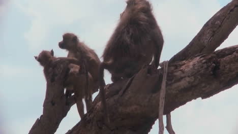 Baboons-and-babies-sit-in-a-tree-in-Africa