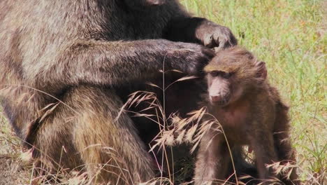A-mother-baboon-picks-fleas-and-ticks-off-of-her-baby-during-this-grooming-ritual