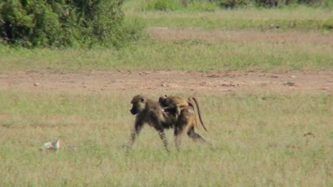 A-mother-baboon-carries-her-baby-across-the-savannah-in-Africa