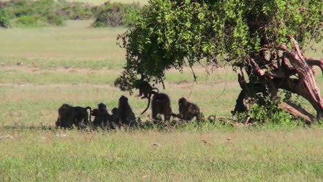 Baboons-play-under-a-tree-on-the-African-savannah