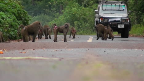 Baboons-play-on-a-road-in-Africa-as-a-vehicle-approaches