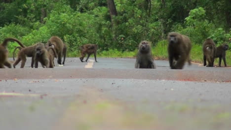 Baboons-play-and-chase-each-other-along-a-road-in-Africa