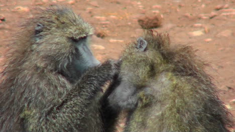 Baboons-pick-fleas-off-each-other-in-a-grooming-ritual-in-Africa