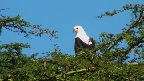 An-African-fish-eagle-sits-in-a-thorny-bush-tree-and-then-flies-away