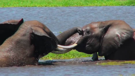 Juvenile-elephants-play-and-tussle-in-a-watering-hole-in-Africa