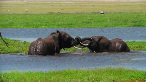 Juvenile-elephants-play-and-tussle-in-a-watering-hole-in-Africa-1