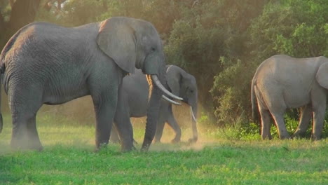 African-elephants-graze-in-a-field