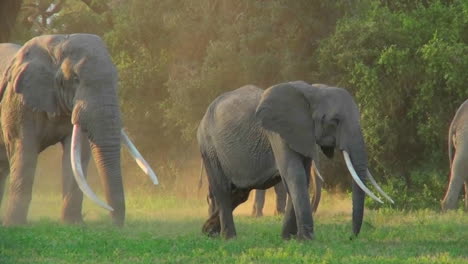 Elephants-with-giant-tusks-walk-in-golden-morning-sunrise-or-sunset-light-in-Africa