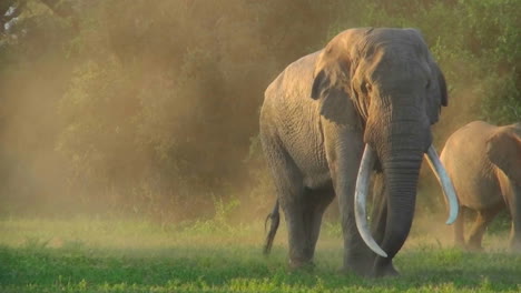 A-beautiful-majestic-giant-elephant-stands-in-early-morning-light-with-massive-tusks