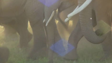 Elephant-hooves-and-feet-walking-in-a-cloud-of-dust