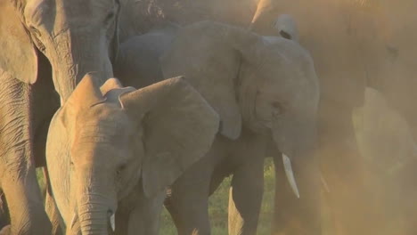 Elephants-in-golden-sunrise-or-sunset-light-with-babies