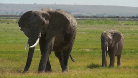 An-elephant-walks-with-its-baby-in-Africa