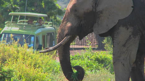 An-elephant-proudly-eats-grass-while-onlookers-on-safari-take-pictures
