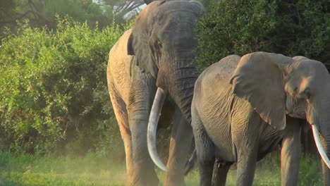 An-elephant-with-massive-tusks-walks-through-the-bush-in-Africa