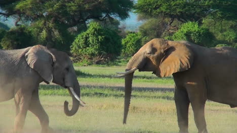 Young-elephants-fight-and-tussle-in-this-mating-ritual