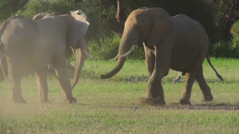 Elephants-square-off-and-fight-in-Africa
