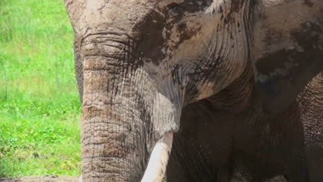 A-close-up-of-an-elephant-face-in-Africa