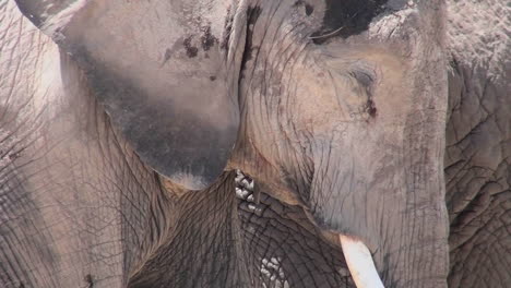 Good-close-up-of-an-elephant-sleeping