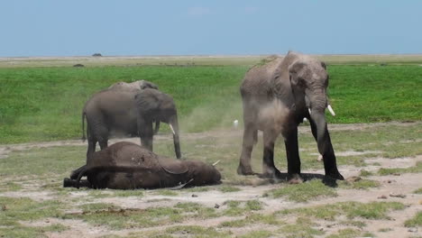 An-elephant-gives-himself-a-dust-bath-while-another-sleeps