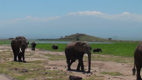 A-herd-of-elephants-walk-past-with-Mt-Kilimanjaro-in-the-background