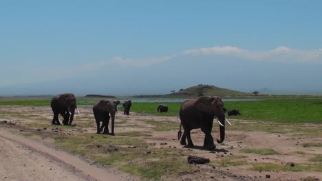 A-herd-of-elephants-approaches-with-Mt-Kilimanjaro-in-the-background