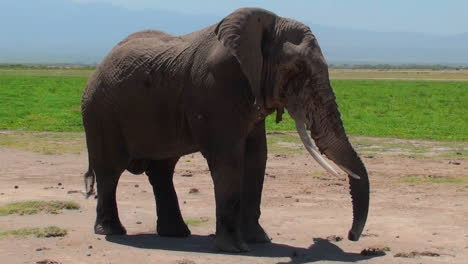 A-giant-elephant-extends-its-trunk