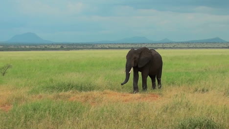 An-elephant-grazes-on-the-plains-of-Africa