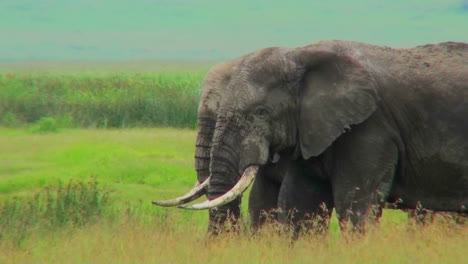 Two-elephants-graze-in-yellow-fields-in-Africa