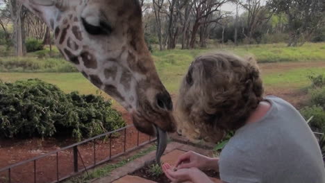 Tourists-pet-a-giraffe-in-a-zoo-setting-2