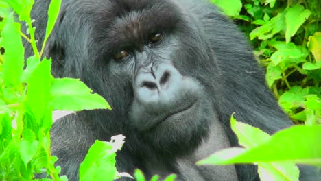 Un-Gorila-Se-Sienta-En-La-Vegetación-De-La-Selva-Tropical-De-Ruanda