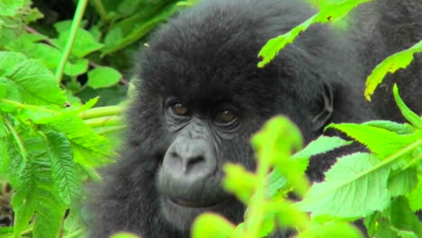 A-mountain-gorilla-baby-sits-in-the-greenery-of-the-Rwandan-rainforest