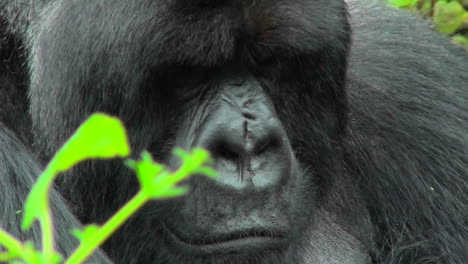 An-adult-montaña-gorilla-bears-a-serious-expression-sitting-in-the-Rwandan-rainforest