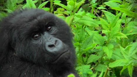 A-mountain-gorilla-looks-around-in-the-Rwandan-rainforest