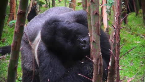 A-silverback-mountain-gorilla-eats-in-a-eucalyptus-forest-in-Rwanda