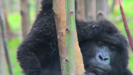 Un-Bebé-Gorila-De-Montaña-Cabalga-Sobre-Sus-Madres-En-La-Selva-De-Ruanda