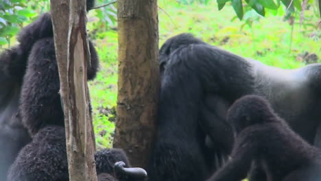 An-adult-silverback-gorilla-eats-eucalyptus-sap-from-a-tree-while-babies-play-nearby