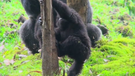 A-baby-montaña-gorilla-climbs-a-eucalyptus-tree-in-Rwanda
