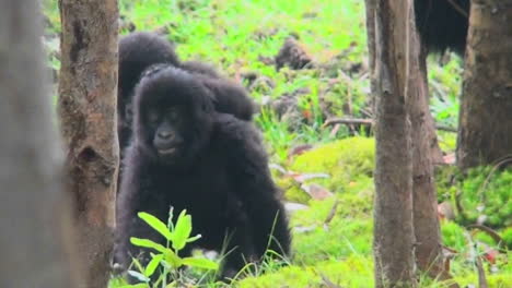 Baby-gorillas-play-and-fight-in-the-jungles-of-Rwanda