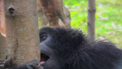 A-female-montaña-gorilla-eats-eucalyptus-bark-in-the-rainforest