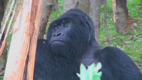 An-adult-female-montaña-gorilla-chews-food-in-the-rainforest