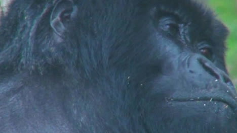 Close-on-an-adult-female-gorilla-looking-around