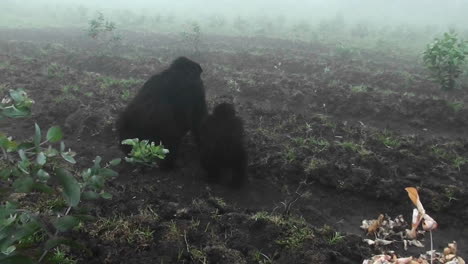 An-adult-mountain-gorilla-and-baby-walk-into-the-mist